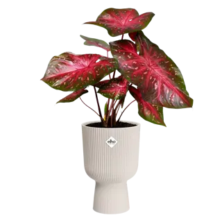 Elho - Pot Vibes Fold Coupe D14cm Linnen Wit - afbeelding 2