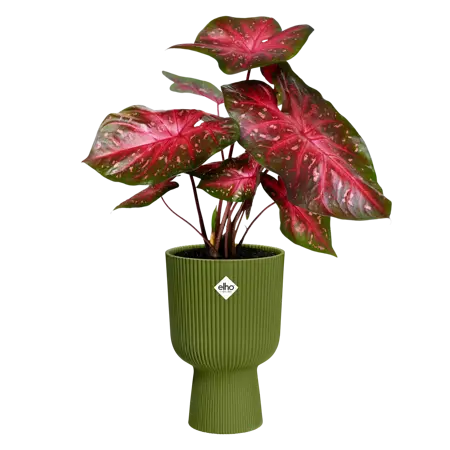 Elho - Pot Vibes Fold Coupe D14cm Varengroen - afbeelding 2