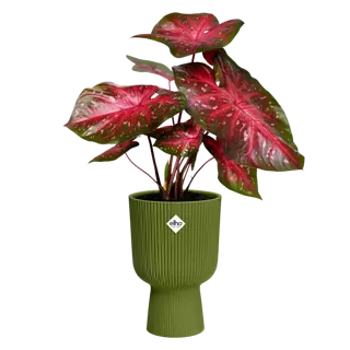 Elho - Pot Vibes Fold Coupe D14cm Varengroen - afbeelding 2