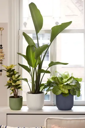 Elho - Pot Vibes Fold D16 cm - Antraciet - afbeelding 6