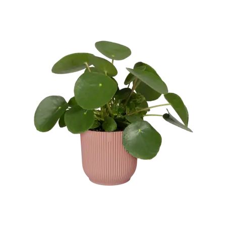 Elho - Pot Vibes Fold D16 cm - Delicaat Roze - afbeelding 8