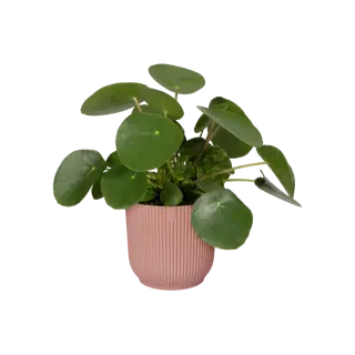 Elho - Pot Vibes Fold D16 cm - Delicaat Roze - afbeelding 8