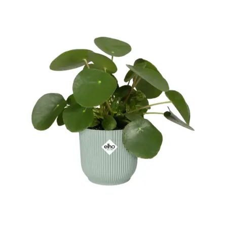Elho - Pot Vibes Fold D7cm Sorbet Groen - afbeelding 5