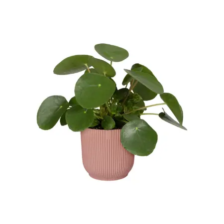 Elho - Pot Vibes Fold Mini D9 cm - Delicaat Roze - afbeelding 3