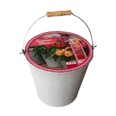 Emmer Dahlia Summer Bloom