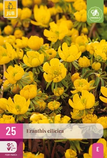 Eranthis Cilicica - 25 bloembollen