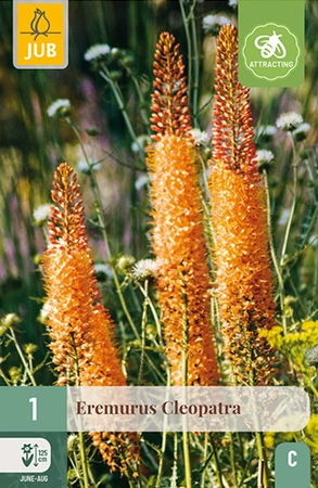 Eremurus Cleopatra 1st