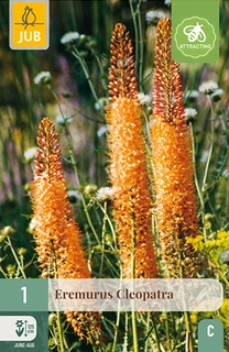 Eremurus Cleopatra 1st