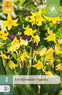 Erythronium Pagoda - 3 bloembollen