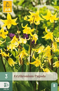 Erythronium Pagoda - 3 bloembollen