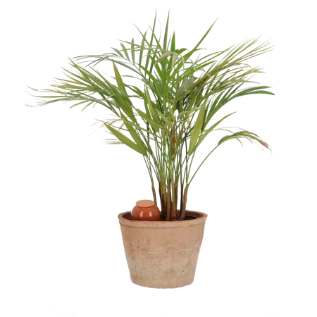Esschert Design - Olla Kamerplanten - afbeelding 2