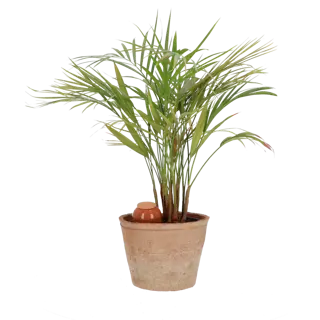 Esschert Design - Olla Kamerplanten - afbeelding 2
