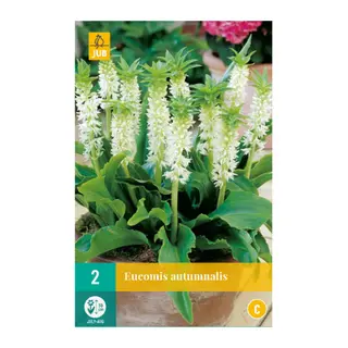 Eucomis Autumnalis 2st