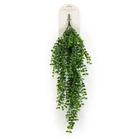 Ficus Hangend 80cm Groen