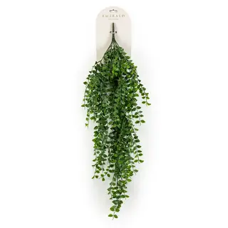 Ficus Hangend 80cm Groen