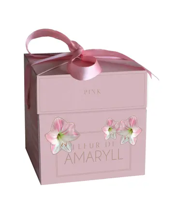 Fleur d'Amaryll Pink - 1 Amaryllis bol in cadeauverpakking
