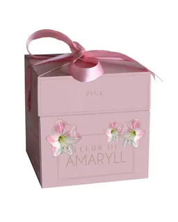 Fleur d'Amaryll Pink - 1 Amaryllis bol in cadeauverpakking