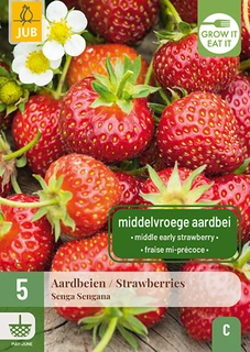 Aardbei Fragaria Senga Sengana 5st