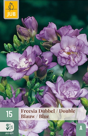 FREESIA DUBBEL BLAUW