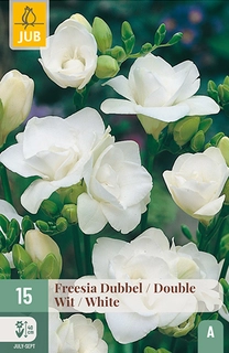Freesia Dubbel Wit 15st