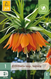 Fritillaria Aurora - 1 bloembol