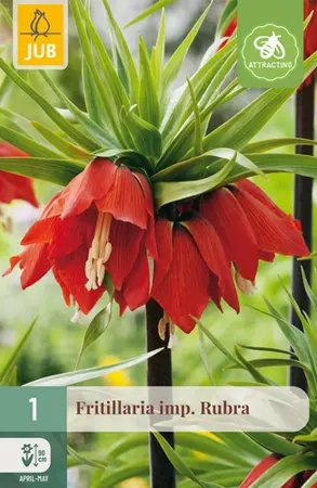 Fritillaria Imp. Rubra - 1 bloembol