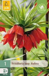 Fritillaria Imp. Rubra - 1 bloembol
