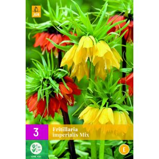 Fritillaria imperialis Mix - 3 bloembollen