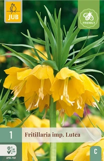 Fritillaria Lutea - 1 bloembol