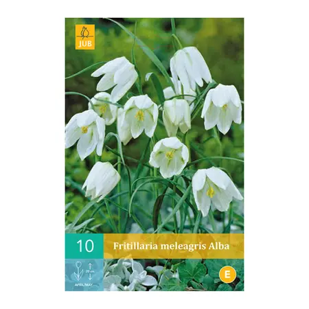 Fritillaria Meleagris Alba - 10 bloembollen