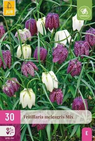 Fritillaria Meleagris Mix - 30 bloembollen