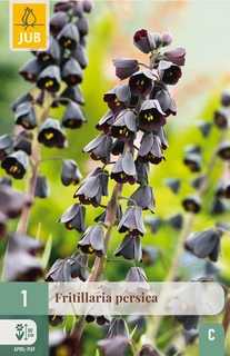Fritillaria persica - 1 bloembol