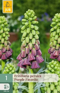 Fritillaria Persica Purple Favorite - 1 bloembol