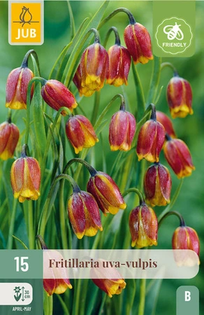 Fritillaria uva-vulpis - 15 bloembollen