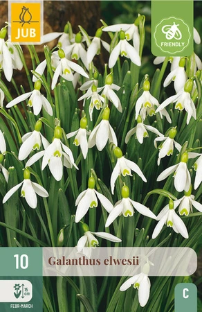 Galanthus elwesii - 10 bloembollen