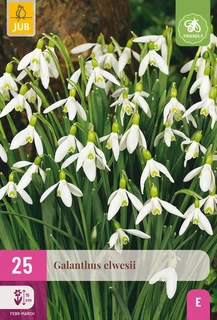 Galanthus elwesii - 25 bloembollen