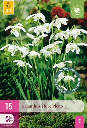 Galanthus Flore Pleno - 15 bloembollen