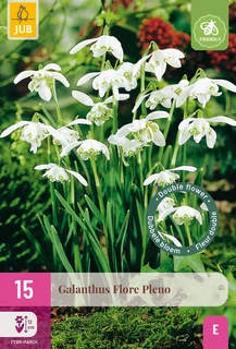 Galanthus Flore Pleno - 15 bloembollen