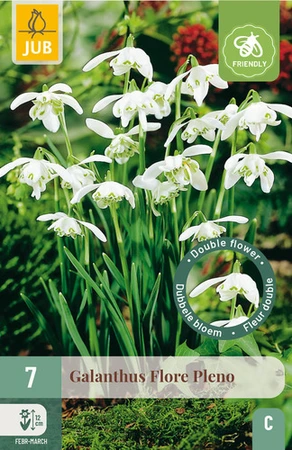 Galanthus Flore Pleno - 7 bloembollen