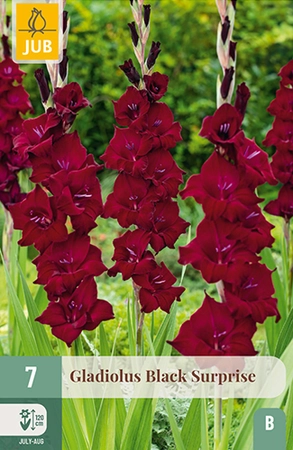 Gladiolus Black Surprise 7st