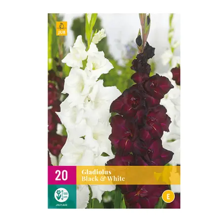 Gladiolus Black&white 20st