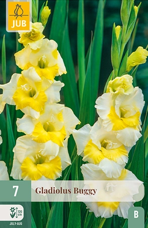Gladiolus Buggy 7st