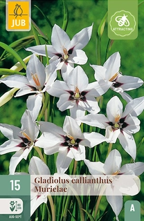 Gladiolus Callianthus 15st