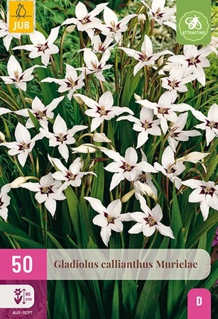 Gladiolus Callianthus Murielae 50st