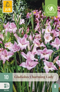 Gladiolus Charming Lady 10st