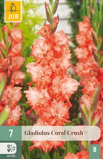 Gladiolus Coral Crush 7st