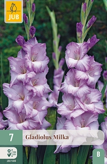 Gladiolus Milka 7st