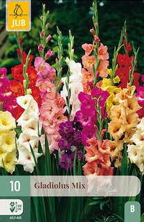GLADIOLUS MIX