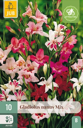 Gladiolus Nanus Mix 10st