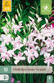 GLADIOLUS NYMPH